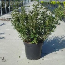 Dwerg Sering (Syringa Meyeri 'Palibin') 11 Dwerg Sering (Syringa Meyeri 'Palibin') -Tuin Glimmer Verkoop 20130214162629 6