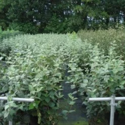 Sneeuwbal (Viburnum Carlcephalum) -Tuin Glimmer Verkoop 20130215095422 11