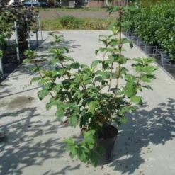 Sneeuwbal (Viburnum Opulus 'Roseum') -Tuin Glimmer Verkoop 20130215100016 9