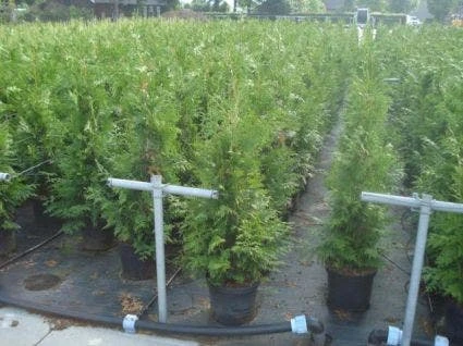 Reuzenlevensboom (Thuja Plicata 'Excelsa') 7 Reuzenlevensboom (Thuja Plicata 'Excelsa') - Afbeelding 5