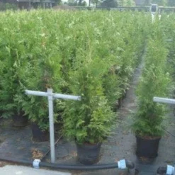 Reuzenlevensboom (Thuja Plicata 'Excelsa') -Tuin Glimmer Verkoop 20130215102918 9