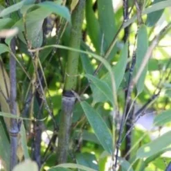 Bamboe (Phyllostachys Nigra) -Tuin Glimmer Verkoop 20130906145730 13