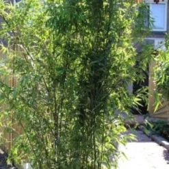 Bamboe (Phyllostachys Nigra) -Tuin Glimmer Verkoop 20130906145917 13