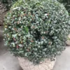 Hulst In Bolvorm (Ilex Altaclerensis ‘Camelliifolia’) -Tuin Glimmer Verkoop 20190116 142329 resized 1