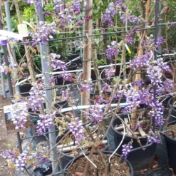 Nieuwkomers 18 Blauwe Regen Als Leivorm (Wisteria Brachybotrys 'Yokohama Fuji')
