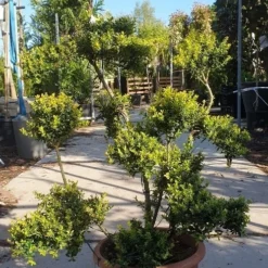 Japanse Hulst Als Bonsai (Ilex Crenata 'Kinme') -Tuin Glimmer Verkoop 20190514 085520 resized