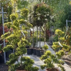 Japanse Hulst Als Bonsai (Ilex Crenata 'Kinme') -Tuin Glimmer Verkoop 20190514 085634 resized