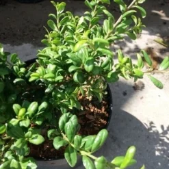 Japanse Hulst (Ilex Crenata 'Green Lustre) -Tuin Glimmer Verkoop 20190620 155833 1