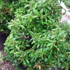Vuurdoorn Als Bol (Pyracantha 'Navaho') -Tuin Glimmer Verkoop 20190712 153414