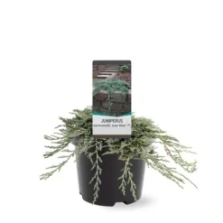 Jeneverbes (Juniperus Horizontalis 'Icee Blue') -Tuin Glimmer Verkoop 233100.030c03 2146537