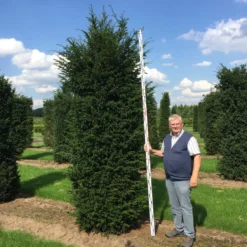 Grote Venijnboom (Taxus Baccata) -Tuin Glimmer Verkoop 300350 x 100 125 br 1