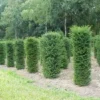 Taxus (Taxus Baccata Cilinder) 1 Taxus (Taxus Baccata Cilinder) -Tuin Glimmer Verkoop 343taxusbaccatacilinder 1