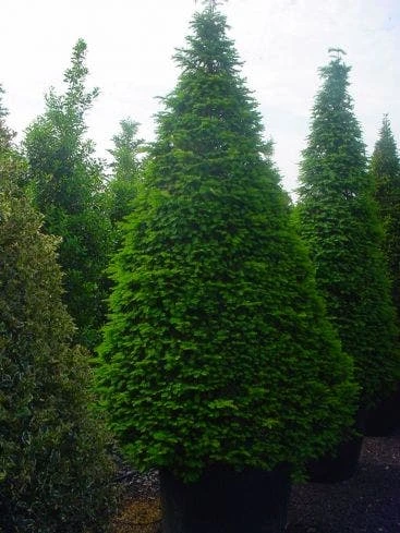 Taxus Als Kegel (Taxus Baccata) 4 Taxus Als Kegel (Taxus Baccata) - Afbeelding 2