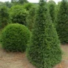 Taxus Als Pyramide (Taxus Baccata) 2 Taxus Als Pyramide (Taxus Baccata) -Tuin Glimmer Verkoop 347taxusbaccatapir 5