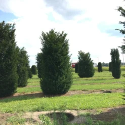 Grote Venijnboom (Taxus Baccata) 24 Grote Venijnboom (Taxus Baccata) -Tuin Glimmer Verkoop 400450x 150 200 1