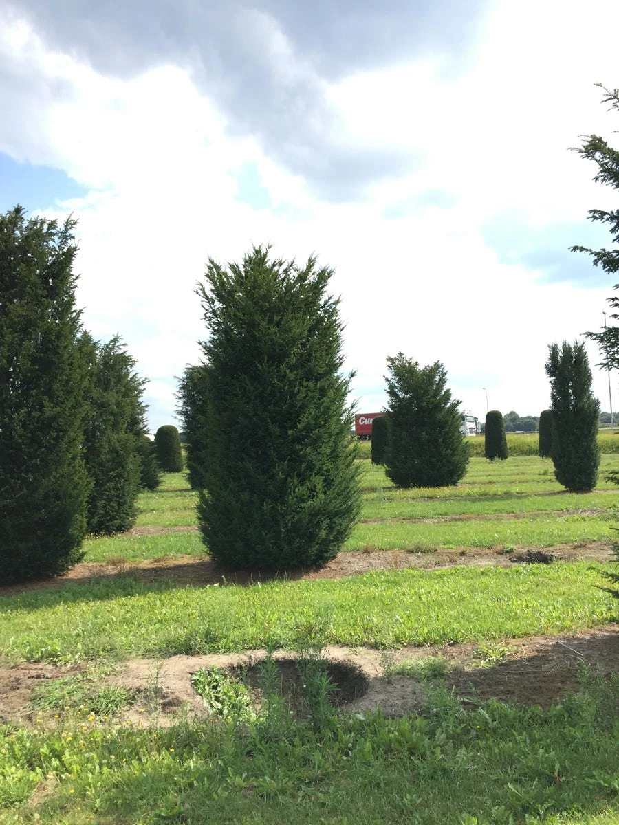 Grote Venijnboom (Taxus Baccata) 12 Grote Venijnboom (Taxus Baccata) - Afbeelding 10