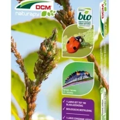 Lieveheersbeestjes Larven Tegen Bladluizen (DCM Adali-Guard®)