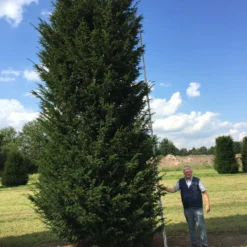 Grote Venijnboom (Taxus Baccata) 27 Grote Venijnboom (Taxus Baccata) -Tuin Glimmer Verkoop 550600 x 175 200 1 1