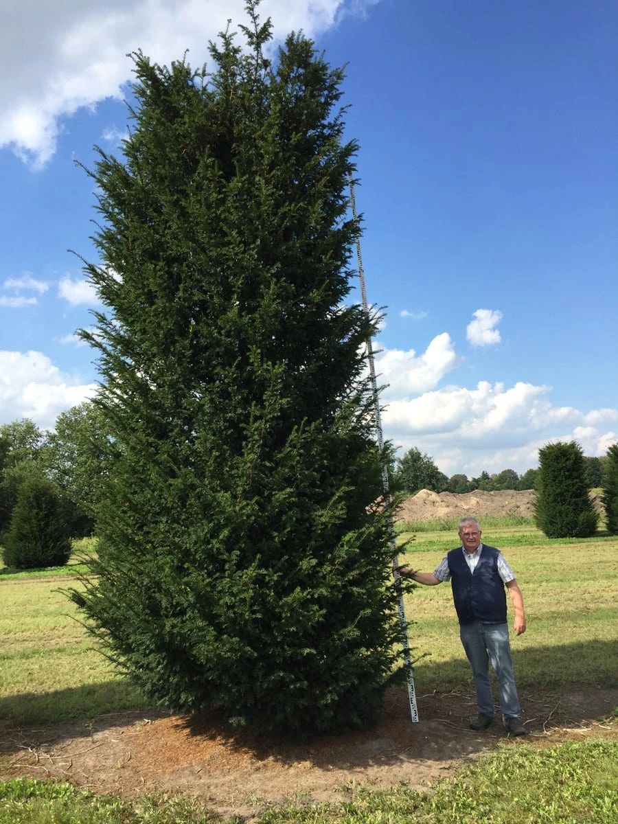 Grote Venijnboom (Taxus Baccata) 15 Grote Venijnboom (Taxus Baccata) - Afbeelding 13