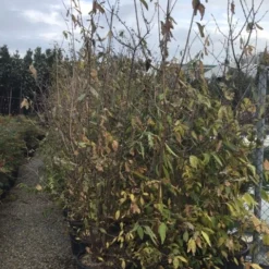 Winterzoet (Chimonanthus Praecox) -Tuin Glimmer Verkoop 9