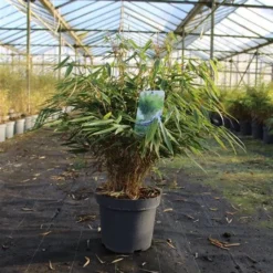 Niet Woekerende Bamboe (Fargesia Robusta 'Pingwu') -Tuin Glimmer Verkoop 99270d6993418a6fc1af88a65aadc88b