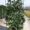 Amberboom Als Leivorm (Liquidambar Styraciflua) -Tuin Glimmer Verkoop aaaa