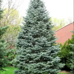 Colorado Zilverspar (Abies Concolor) 19 Colorado Zilverspar (Abies Concolor) -Tuin Glimmer Verkoop abies concolor