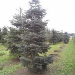 Colorado Zilverspar (Abies Concolor) 16 Colorado Zilverspar (Abies Concolor) -Tuin Glimmer Verkoop abies concolor 300 350 2