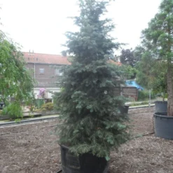 Colorado Zilverspar (Abies Concolor) 13 Colorado Zilverspar (Abies Concolor) -Tuin Glimmer Verkoop abies concolor glauca 350 400 c600