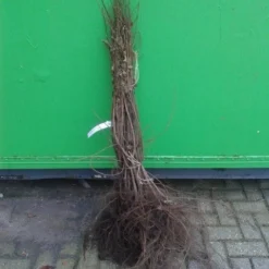 Veldesdoorn Als Haag (Acer Campestre) 8 Veldesdoorn Als Haag (Acer Campestre) -Tuin Glimmer Verkoop acer campestre