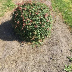 Spaanse Aak Als Bol (Acer Campestre)