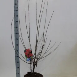 Papieresdoorn (Acer Griseum) -Tuin Glimmer Verkoop acer griseum 80 100 cm co 7.5l kopie