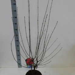 Papieresdoorn (Acer Griseum) -Tuin Glimmer Verkoop acer griseum 80 100 cm co 7.5lz kopie