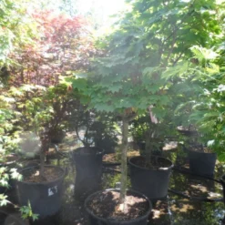 Japanse Esdoorn (Acer Japonicum 'Vitifolium') -Tuin Glimmer Verkoop acer japonicum vitifolium halfstam c130