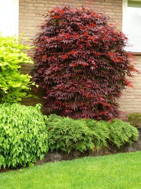 Japanse Esdoorn (Acer Palmatum 'Atropurpureum') 4 Japanse Esdoorn (Acer Palmatum 'Atropurpureum') - Afbeelding 2