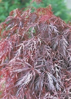 Japanse Esdoorn (Acer Palmatum 'Inabe-shidare') 5 Japanse Esdoorn (Acer Palmatum 'Inabe-shidare') - Afbeelding 3