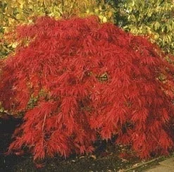 Japanse Esdoorn (Acer Palmatum 'Inabe-shidare')