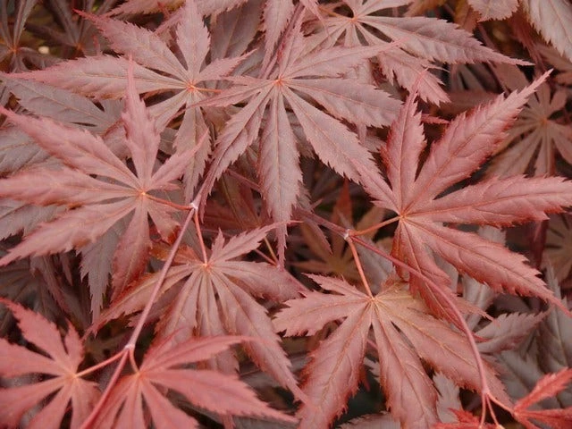 Japanse Esdoorn (Acer Palmatum 'Trompenburg') 8 Japanse Esdoorn (Acer Palmatum 'Trompenburg') - Afbeelding 6
