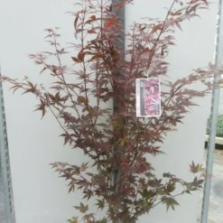 Japanse Esdoorn (Acer Palmatum 'Atropurpureum') 20 Japanse Esdoorn (Acer Palmatum 'Atropurpureum') -Tuin Glimmer Verkoop acer palm. atropurpureum c10