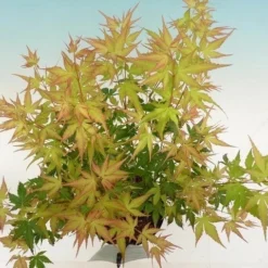 Japanse Esdoorn (Acer Palmatum 'Katsura') 10 Japanse Esdoorn (Acer Palmatum 'Katsura') -Tuin Glimmer Verkoop acer palm. katsura 3