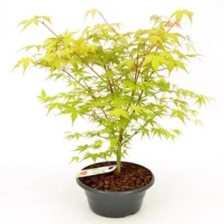 Japanse Esdoorn (Acer Palmatum 'Katsura') 11 Japanse Esdoorn (Acer Palmatum 'Katsura') -Tuin Glimmer Verkoop acer palm. katsura patio p23 2