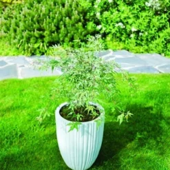 Japanse Esdoorn (Acer Palmatum 'Ukigumo') 13 Japanse Esdoorn (Acer Palmatum 'Ukigumo') -Tuin Glimmer Verkoop acer palm. ukigumo