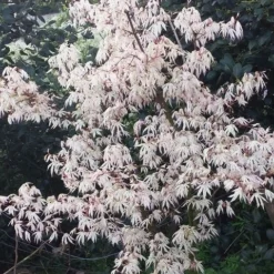 Japanse Esdoorn (Acer Palmatum 'Ukigumo') 12 Japanse Esdoorn (Acer Palmatum 'Ukigumo') -Tuin Glimmer Verkoop acer palm. ukigumo 2