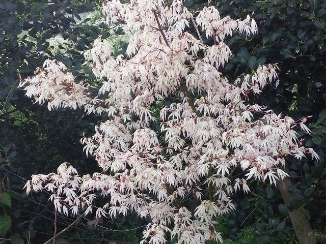 Japanse Esdoorn (Acer Palmatum 'Ukigumo') 7 Japanse Esdoorn (Acer Palmatum 'Ukigumo') - Afbeelding 5