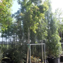 Japanse Esdoorn (Acer Palmatum) 24 Japanse Esdoorn (Acer Palmatum) -Tuin Glimmer Verkoop acer palmatum 14 16ho cont