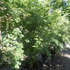 Japanse Esdoorn (Acer Palmatum) 27 Japanse Esdoorn (Acer Palmatum) -Tuin Glimmer Verkoop acer palmatum 200 250 300 c130