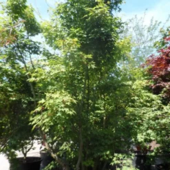 Japanse Esdoorn (Acer Palmatum) 30 Japanse Esdoorn (Acer Palmatum) -Tuin Glimmer Verkoop acer palmatum 225 250 c200