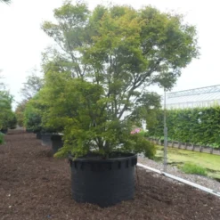 Japanse Esdoorn (Acer Palmatum) 26 Japanse Esdoorn (Acer Palmatum) -Tuin Glimmer Verkoop acer palmatum 350 400 c1000