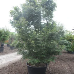 Japanse Esdoorn (Acer Palmatum) 25 Japanse Esdoorn (Acer Palmatum) -Tuin Glimmer Verkoop acer palmatum 350 400 c500