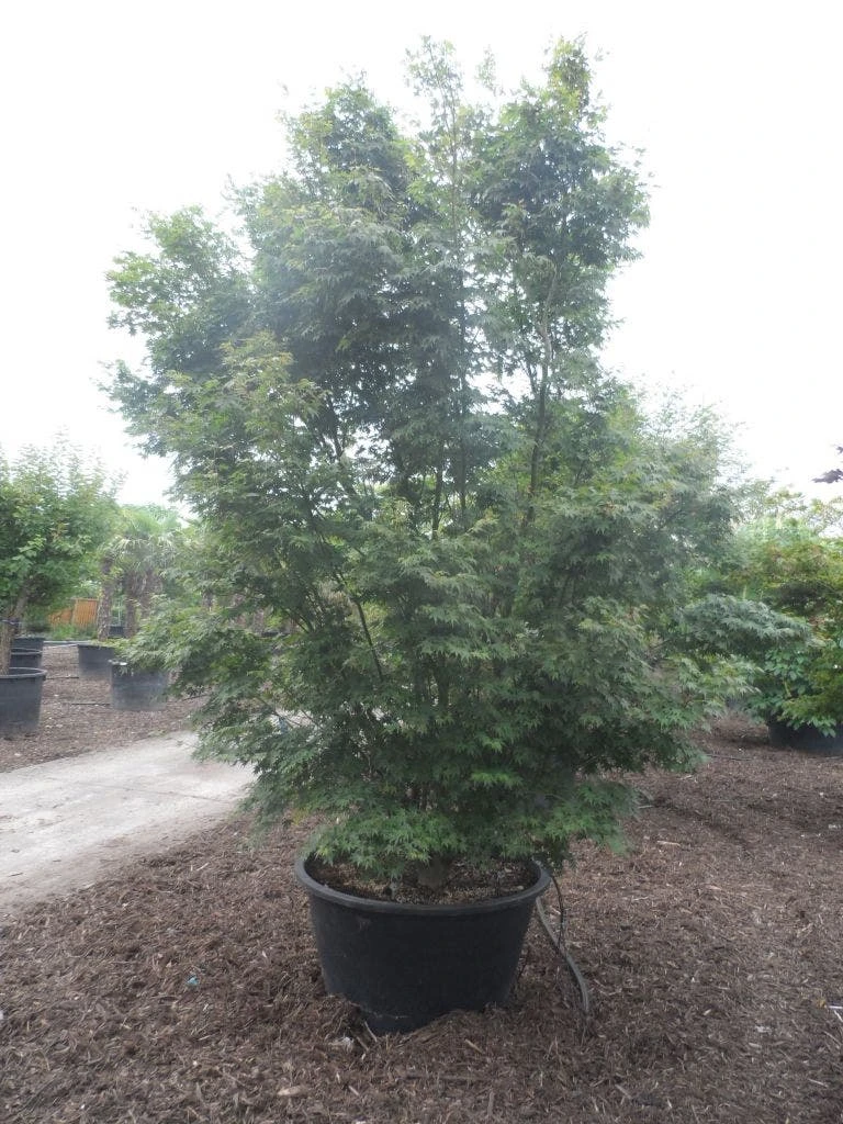 Japanse Esdoorn (Acer Palmatum) 10 Japanse Esdoorn (Acer Palmatum) - Afbeelding 8